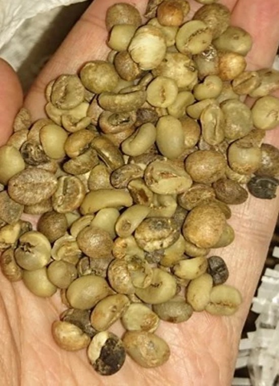 GREEN BEAN COFFEE ROBUSTA GRADE B